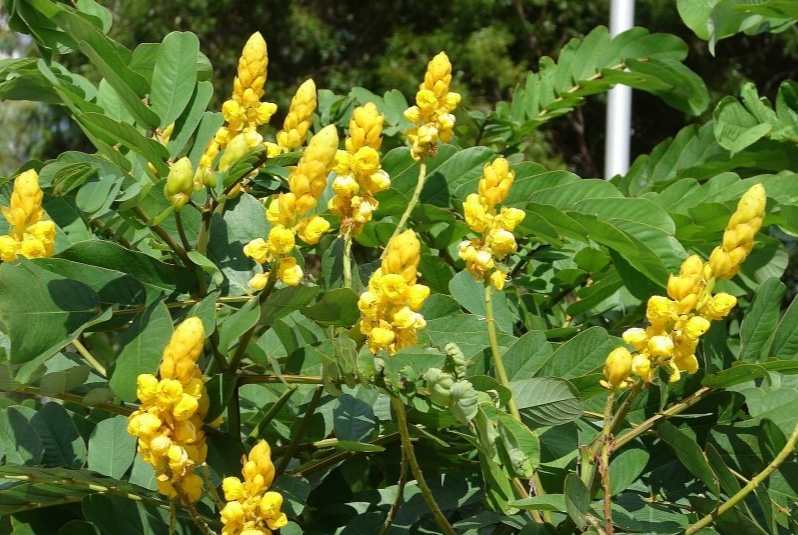 Phan tả diệp - cây thuốc trị nhiều bệnh đường tiêu hoá