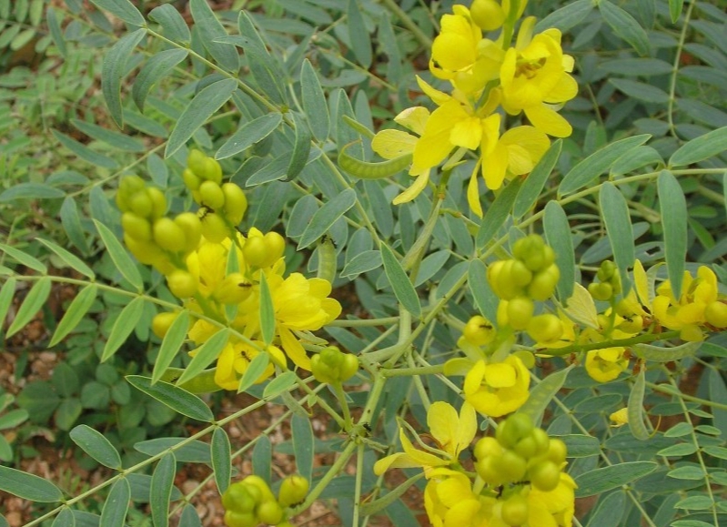 Phan tả diệp - cây thuốc trị nhiều bệnh đường tiêu hoá