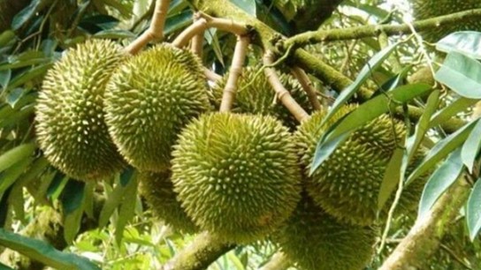 Xuất khẩu rau quả phấn đấu đạt 6 tỷ USD trong năm 2024