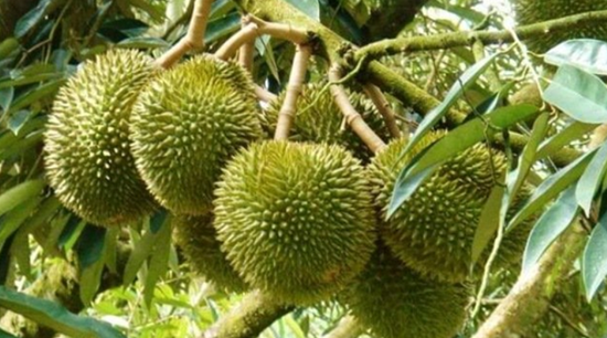 Xuất khẩu rau quả phấn đấu đạt 6 tỷ USD trong năm 2024