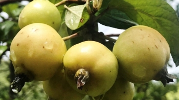 Những bài thuốc hay từ quả táo mèo