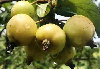 Những bài thuốc hay từ quả táo mèo