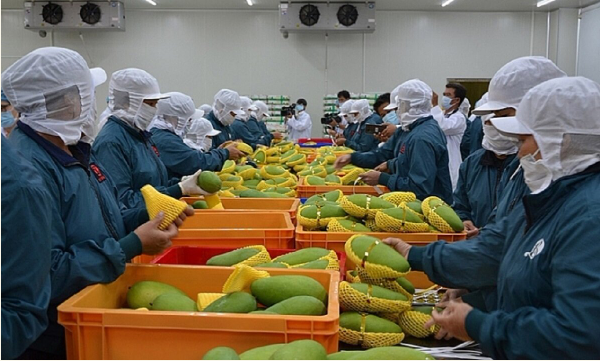 Điểm tin xuất khẩu tuần 18-24/12: Xuất khẩu rau quả thu về gần 5,6 tỷ USD; Xuất khẩu thủy sản thu về 9,2 tỷ USD