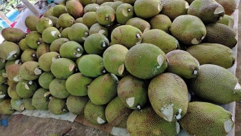 Giá mít ruột đỏ bất ngờ giảm sâu, sầu riêng trái vụ Thái gần triệu đồng một quả