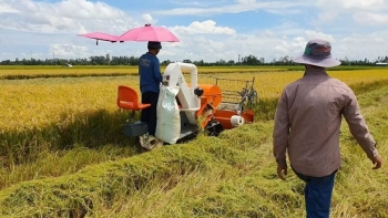 Giá lúa gạo hôm nay ngày 25/12: Giá lúa gạo neo cao, thương lái hạn chế mua vào