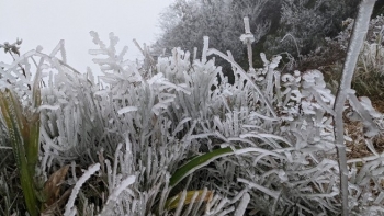 Thủ tướng yêu cầu các bộ ngành, địa phương chủ động phòng, chống rét đậm, rét hại kéo dài