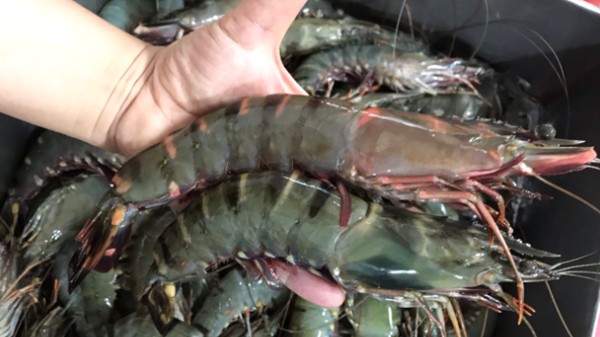 Xuất khẩu tôm sang thị trường Trung Quốc giảm 3 tháng liên tiếp