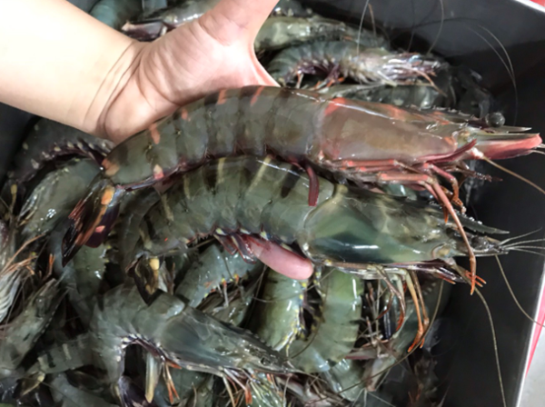 Xuất khẩu tôm sang thị trường Trung Quốc giảm 3 tháng liên tiếp