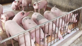 Giá heo hơi hôm nay 26/12: Tăng ở cả 3 miền, cao nhất 2.000 đồng/kg