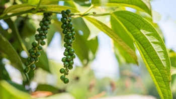 Loại hạt được ví là “vàng đen” tăng mạnh, Việt Nam xuất khẩu 255.700 tấn