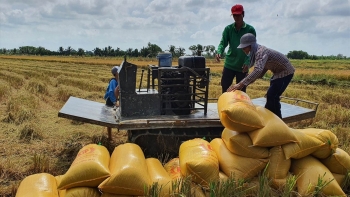 Giá lúa gạo hôm nay ngày 27/12: Tăng 200 đồng/kg, giao dịch chậm
