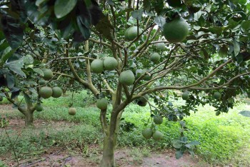 Gia Lai: Làm giàu từ trồng bưởi da xanh gắn liền với du lịch sinh thái