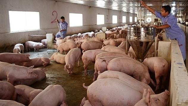 Giá heo hơi hôm nay 28/12: Biến động trái chiều ở một số tỉnh thành