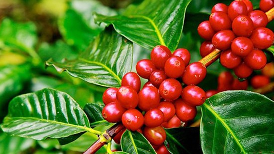 Giá nông sản hôm nay 28/12: Cà phê và hồ tiêu đồng loạt tăng