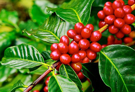 Giá nông sản hôm nay 28/12: Cà phê và hồ tiêu đồng loạt tăng