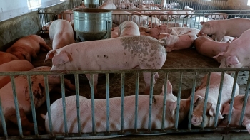 Giá heo hơi hôm nay 29/12: Duy trì mức cao nhất 52.000 đồng/kg