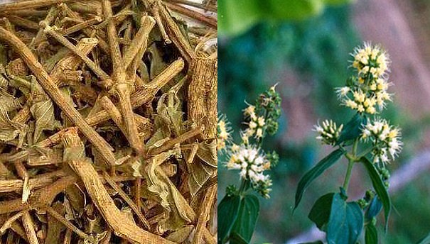 Cây dạ cẩm - Vị thuốc Nam quý chữa bệnh dạ dày, loét miệng