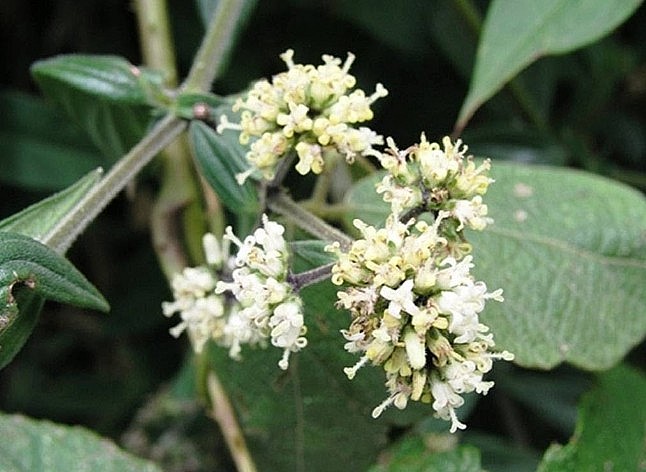 Cây dạ cẩm - Vị thuốc Nam quý chữa bệnh dạ dày, loét miệng