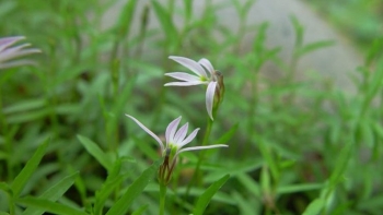 Bán biên liên - dược liệu hỗ trợ chữa xơ gan cổ trướng