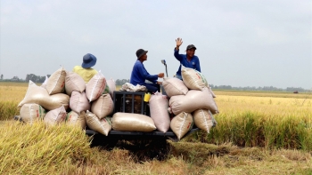 Giá lúa gạo hôm nay ngày 30/12: Giao dịch ổn định ngày cuối năm