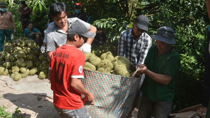 Sầu riêng trái vụ tăng giá, bưởi da xanh được rao bán 7.000 đồng/kg