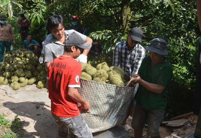 Sầu riêng trái vụ  130.000 đồng/kg