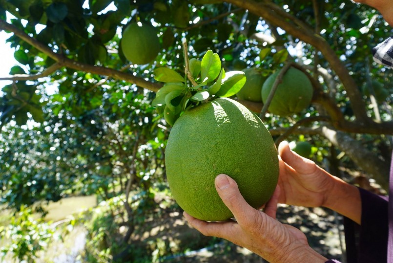 Bưởi da xanh loại bé, hình dáng, mẫu mã không đẹp sẽ bán hàng chợ với mức giá chỉ 7.000 đồng/kg.