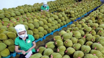 11 tháng năm 2023, xuất khẩu rau quả của Việt Nam đạt 5,2 tỷ USD