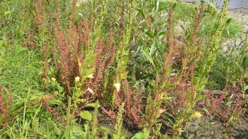 Chút chít - Loại cây cỏ mọc hoang có nhiều tác dụng chữa bệnh