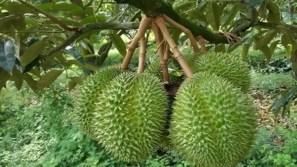 Điểm tin xuất khẩu tuần tuần 25-31/12: Xuất nhập khẩu cán mốc 683 tỷ USD, Xuất khẩu gạo sắp cán mốc 8 triệu tấn