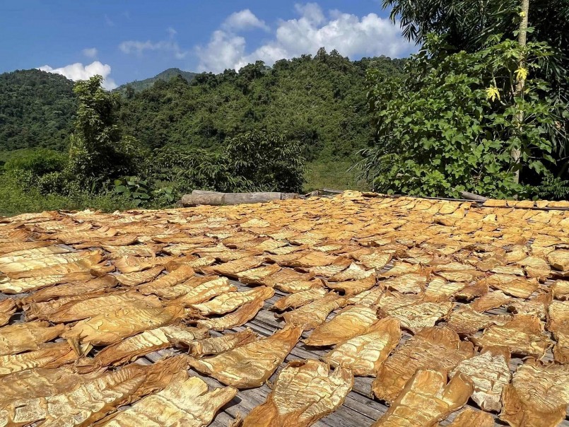 Hiện, măng khô tăng giá 30% so với thời điểm chính vụ. Ảnh Nguyễn Thơm Hiện, măng khô tăng giá 30% so với thời điểm chính vụ. Ảnh Nguyễn Thơm