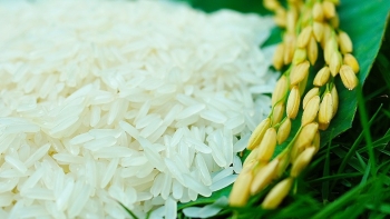 Giá lúa gạo hôm nay 1/1: Duy trì ổn định ngày đầu năm