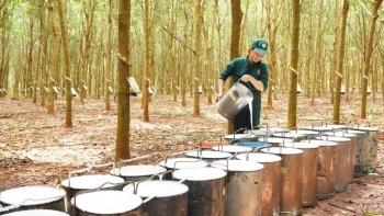 Cao Su tuột khỏi nhóm xuất khẩu nông lâm thủy sản trên 3 tỷ USD