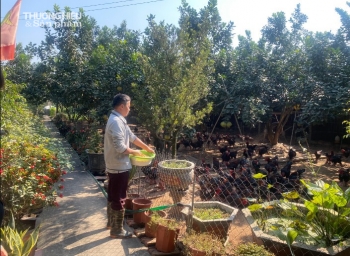 Gà Đông Tảo - thức quà quê tinh tế hút khách dịp Tết