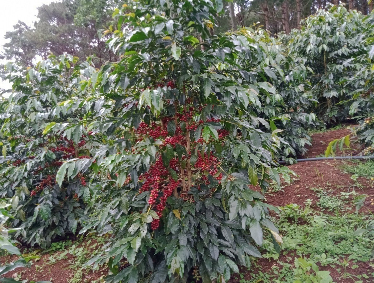 Để cà phê Moka thơm ngon được lựa chọn từ những quả chín mọng.