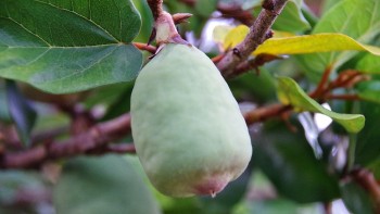 Đặc điểm và công dụng y học của cây trâu cổ