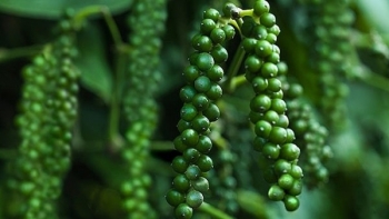 Xuất khẩu hồ tiêu năm 2023 tăng 16,6% về lượng nhưng giảm về trị giá