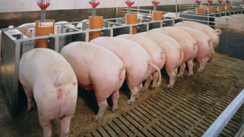 Giá heo hơi hôm nay 4/1: Tăng rải rác ở một vài địa phương