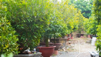 Nhà vườn tất bật vào vụ Tết