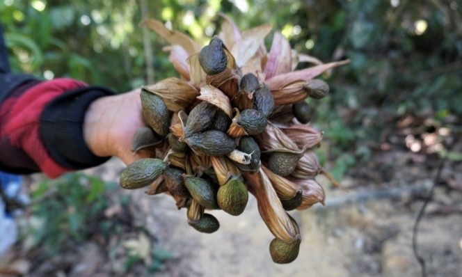 Bàng đại hải - Vị thuốc quý chữa ho khan, đau họng, sỏi thận, gai cột sống Bàng đại hải - Vị thuốc quý chữa ho khan, đau họng, sỏi thận, gai cột sống