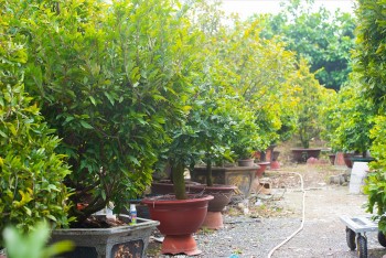 Nhà vườn tất bật vào vụ Tết