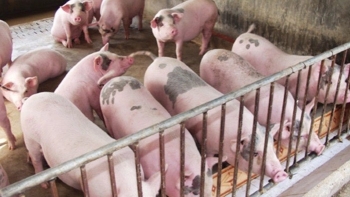 Giá heo hơi hôm nay 5/1/2024: Giảm nhẹ ở một vài nơi