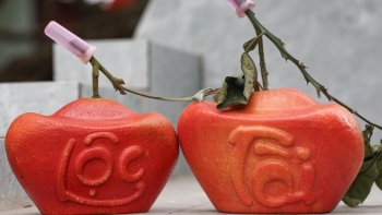 Nông dân trồng bưởi thắng lớn vụ Tết