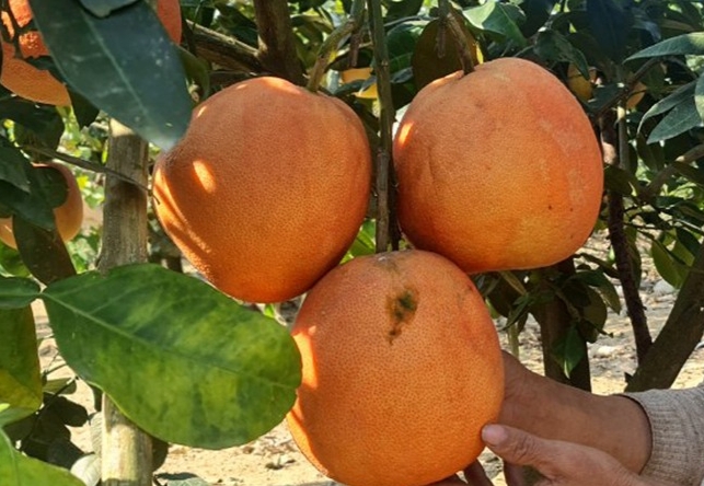 Bưởi đỏ Luận Văn có mùi thơm đặc trưng, khác với các giống bưởi khác. Bưởi đỏ Luận Văn có mùi thơm đặc trưng, khác với các giống bưởi khác.