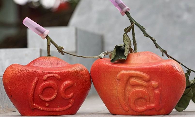 dù còn hơn một tháng nữa mới đến Tết Nguyên đán 2024 nhưng số lượng bưởi đỏ tạo hình chữ tài, lộc trong vườn đã được đặt hàng hết. dù còn hơn một tháng nữa mới đến Tết Nguyên đán 2024 nhưng số lượng bưởi đỏ tạo hình chữ tài, lộc trong vườn đã được đặt hàng hết.