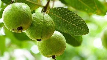 Cây ổi: Thuốc quý từ lá đến rễ