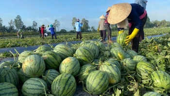 Nông sản Việt Nam rộng cửa vào Trung Quốc