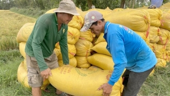 Giá lúa gạo hôm nay ngày 5/1: Lúa gạo ổn định, nông dân chào giá lúa Đông Xuân cao