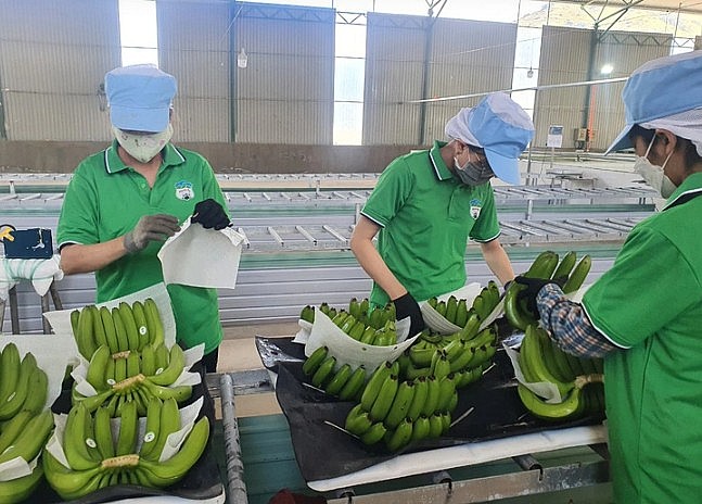 Việt Nam là thị trường cung cấp chuối lớn thứ 2 cho Trung Quốc. Việt Nam là thị trường cung cấp chuối lớn thứ 2 cho Trung Quốc.