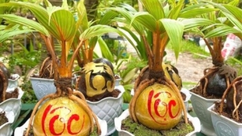 Mai mini rẻ bèo, dừa bonsai độc lạ “lên ngôi” dịp Tết